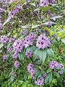 Rhododendron Blue Ensign in bloom