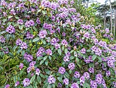 Rhododendron Blue Ensign in bloom