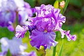 Tall Bearded Iris, Iris Germanica Ruffled Goddess, flower