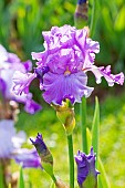 Tall Bearded Iris, Iris Germanica Ruffled Goddess, flower