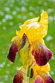 Tall Bearded Iris, Iris Germanica Feydeau, flower