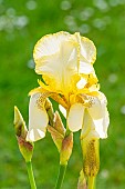 Tall Bearded Iris, Iris Germanica Feydeau, flower