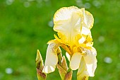 Tall Bearded Iris, Iris Germanica Feydeau, flower