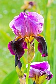 Tall Bearded Iris, Iris Germanica Cameroun, flower