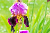 Tall Bearded Iris, Iris Germanica Cameroun, flower
