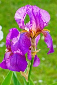Tall Bearded Iris, Iris Germanica Mulberry Rose, flowers