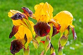 Tall Bearded Iris, Iris Germanica Black And Gold, flowers