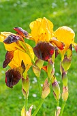 Tall Bearded Iris, Iris Germanica Black And Gold, flowers