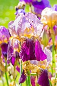 Tall Bearded Iris, Iris Germanica Argos, flowers
