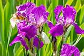Tall Bearded Iris, Iris Germanica Ambassadeur, flowers