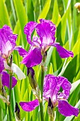 Tall Bearded Iris, Iris Germanica Ambassadeur, flowers