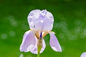 Tall Bearded Iris, Iris Germanica Lady Foster, flower