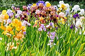 Tall Bearded Iris, Iris germanica, mixed bed