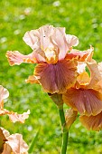 Tall Bearded Iris,