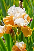 Tall Bearded Iris, Beach Girl, flowers