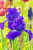 Tall Bearded Iris, Iris Germanica Bleu De Gien, flowers