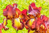 Tall Bearded Iris, Iris Germanica Provençal, flowers