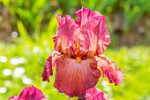 Tall Bearded Iris, Iris Germanica Margrave, flower