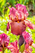 Tall Bearded Iris, Iris Germanica Margrave, flower