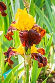 Tall Bearded Iris, Iris germanica Andalou, flowers