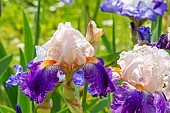 Tall Bearded Iris, Iris Germanica Hortense C, flowers