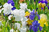 Tall Bearded Iris, Iris Germanica Frison-Roche, Iris Germanica Ouragan, flowers
