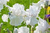 Tall Bearded Iris, Iris Germanica Frison-Roche, flowers
