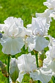Tall Bearded Iris, Iris Germanica Frison-Roche, flowers