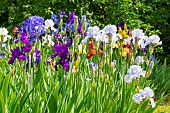 Tall Bearded Iris, Iris germanica, mixed bed