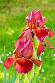 Tall Bearded Iris, Iris Germanica Carolina Ruby, flowers
