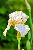 Tall Bearded Iris, Iris Germanica Rainbow Valley, flower