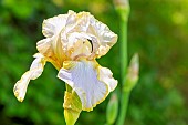 Tall Bearded Iris, Iris Germanica Rainbow Valley, flower