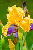 Tall Bearded Iris, Iris Germanica Rainbow Valley, flower