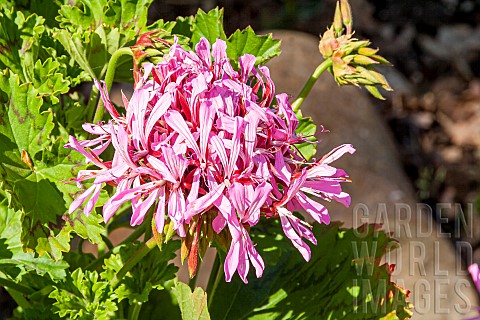 Horseshoe_pelargonium_Pelargonium_zonale_section_circonium_flowers