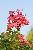 Salmon Pelargonium, Pelargonium salmoneum, flowers