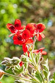 Scented leaf Pelargonium, Pelargonium Ignescens, flowers