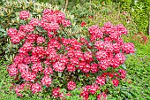 Rhododendron degronianum ssp. yakushimanum Atchoum in bloom