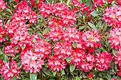 Rhododendron degronianum ssp. yakushimanum Atchoum in bloom