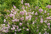Little leaf lilac, Syringa pubescens subsp. patula Miss Kim, in bloom