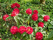 Rhododendron Wilgens Ruby in bloom