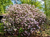 Rhododendron williamsianum Bow Bells in bloom