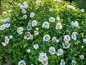 Chinese tree peony, Paeonia rockii Shu Sheng Peng Mo, in bloom