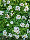 Chinese tree peony, Paeonia rockii Shu Sheng Peng Mo, in bloom