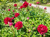 Herbaceous peony, Paeonia lactiflora Chippewa in bloom