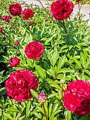 Herbaceous peony, Paeonia lactiflora Chippewa in bloom