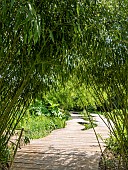 Bamboo alley, Ecole du Breuil, Paris, France