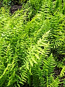 Southern Wood Fern, Thelypteris kunthii, foliage