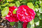 Rosa Mona Lisa, flowers