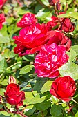 Rosa Mona Lisa, flowers