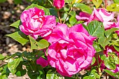 Rosa Manou Meilland, flowers